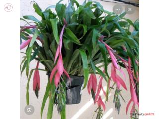 Bromelias, Puerto Rico