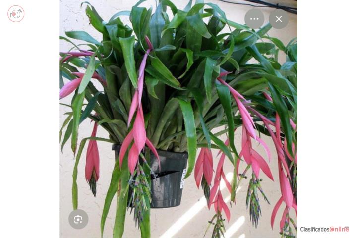 Bromelias, Puerto Rico