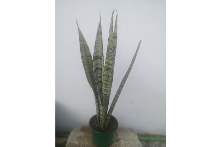 Planta Lengua de Tigre , Puerto Rico