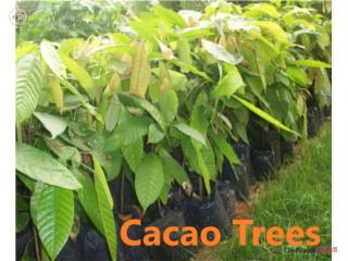 CACAO, ARBOLES - CHOCOLATE TREES, Puerto Rico