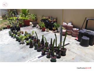 Pitahayas, �rbol flor de Jamaica, cactus, suc, Puerto Rico