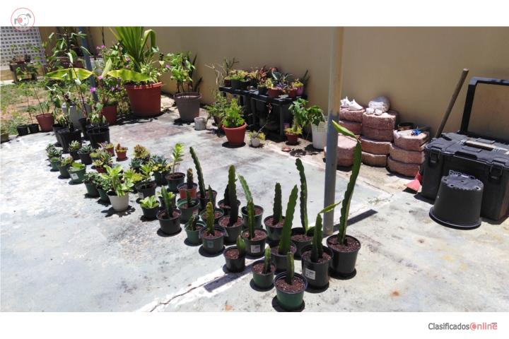 Pitahayas, árbol flor de Jamaica, cactus, suc, Puerto Rico