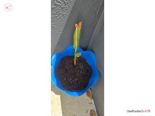 Ginger butterfly plant flor blanca con aroma, Puerto Rico
