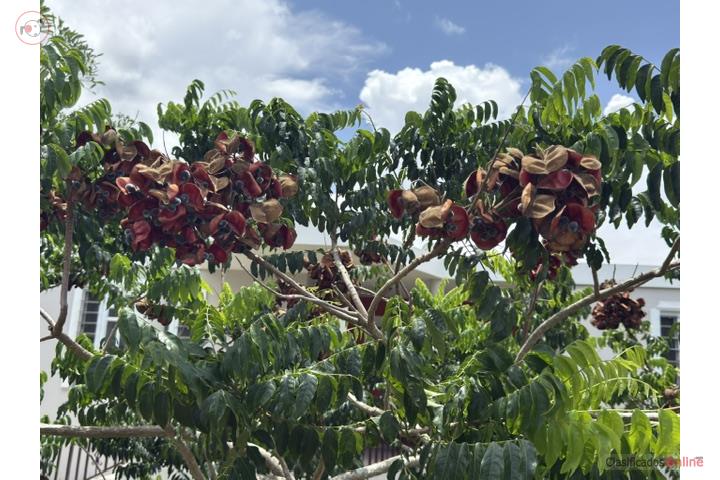 ???? ÁRBOL PERLA NEGRA (Majidea zanguebarica), Puerto Rico