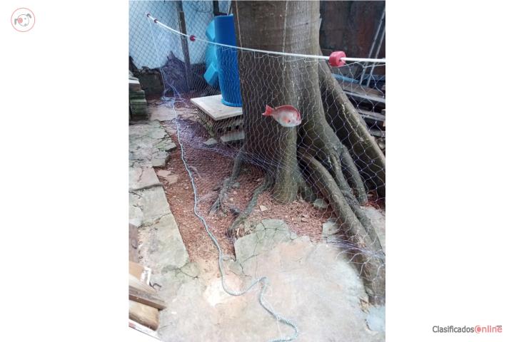 Trasmallo para pescar, Puerto Rico