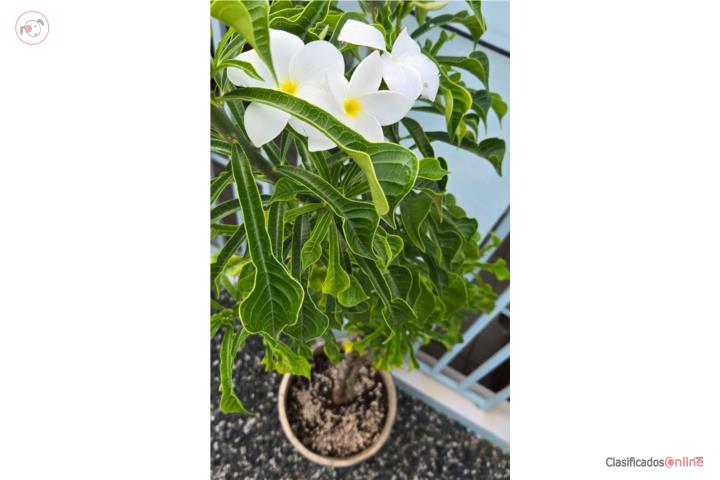 Ramo de novia/plumeria flor blanca centro ama, Puerto Rico