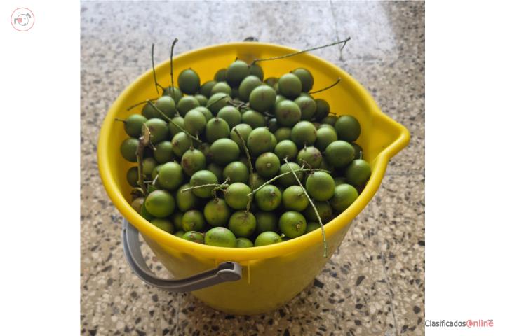 Ricas y dulces Quenepas, Puerto Rico