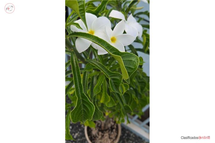 Planta real aromática flor blanca, Puerto Rico