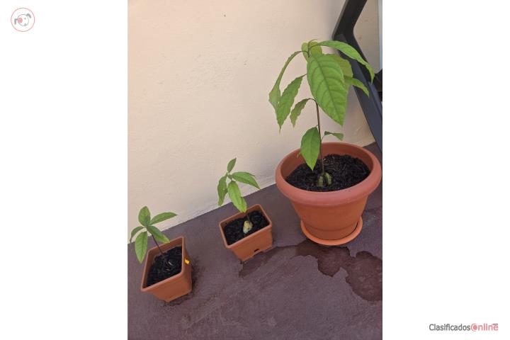 Arbolitos de aguacate, Puerto Rico