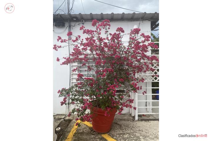 Árbol Trinitaria , Puerto Rico