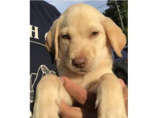 Labradores BIG BONE AKC OJOS VERDES RED NOSE Puerto Rico