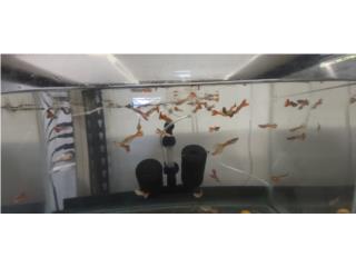Guppys rabos rojos anchos Puerto Rico