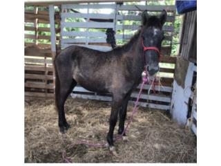 Caballo Puerto Rico