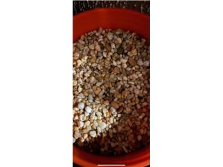 GRAVILLA PARA PECERA Puerto Rico