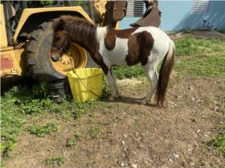 Caballito Jacko 2 año mansito Puerto Rico