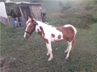 SV SC POTRO SERRERITO Puerto Rico