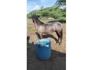 Potro bueno de 1 año y 3 semana Puerto Rico