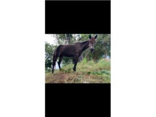 Yegua negra embarazada Puerto Rico