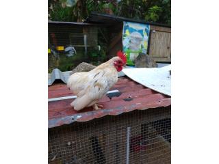 Kiri bolito Puerto Rico