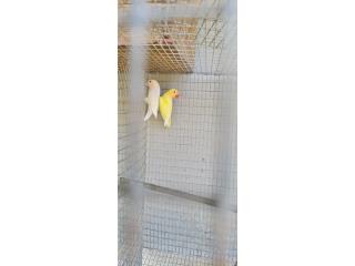 Pareja de lobird Puerto Rico