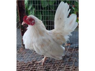 Gallito Kiri Puerto Rico
