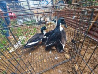 Patos de raza Puerto Rico