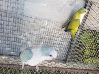 Pareja de cotorras quaker opalinas Puerto Rico