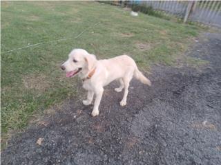 Golden retriever 4 meses Puerto Rico