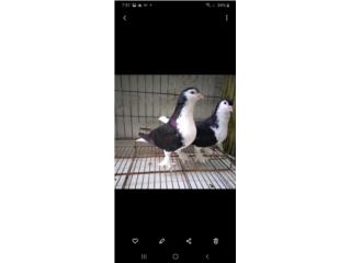 Palomas pinguinas Puerto Rico