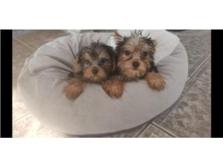 Yorkies toys Puerto Rico