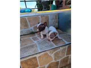 Chihuahuas toys Puerto Rico