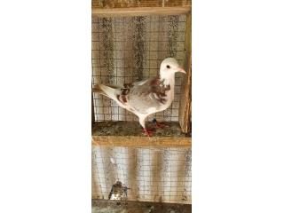 Palomas mensajeras Puerto Rico