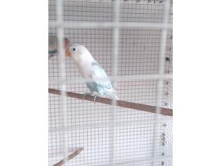 Love bird Puerto Rico