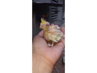 Cockatiel bebé Puerto Rico