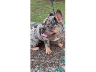 Franch bulldog para servicio Puerto Rico