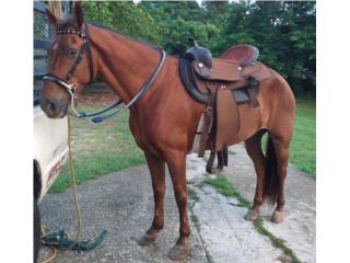 Cv caballo Puerto Rico