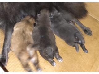 Pomeranian Puerto Rico