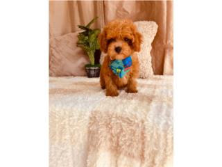 TOY POODLE ROJO PAPELES AKC MACHO Puerto Rico