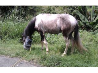 Caballo Puerto Rico