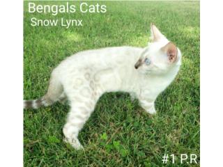 Bengals Cats Puerto Rico