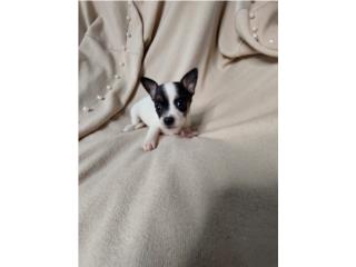 CHIHUAHUA HEMBRA Puerto Rico