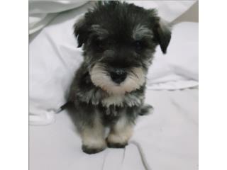 Schnauzer Miniatura Hembra Puerto Rico