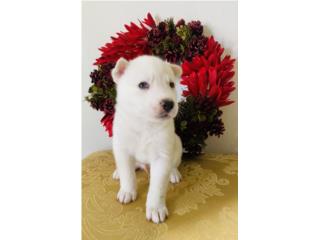 Siberian Husky (ojos azules, blanco, macho) Puerto Rico