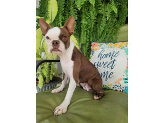 BOSTON TERRIER RED HEMBRA Puerto Rico