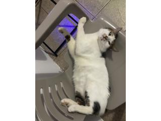 Gato Puerto Rico