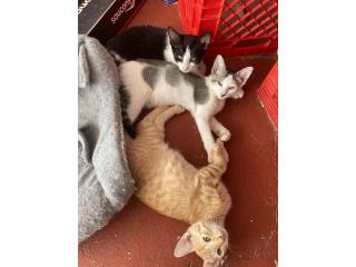 Gatitos Buscan Hogares Puerto Rico
