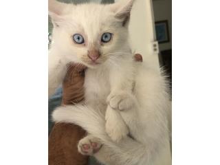3 Hermosos gatitos mamá persa Puerto Rico