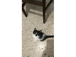 Gatito Macho 2 meses y medio Puerto Rico