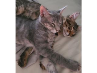 Gatos Puerto Rico