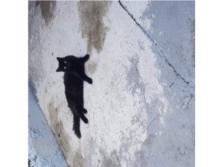 Adopta un gatito Puerto Rico